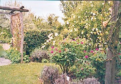 Le jardin des rosiers - Cliquez sur l'image pour agrandir