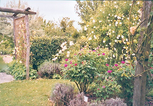 Le jardin des rosiers à La PUYE
