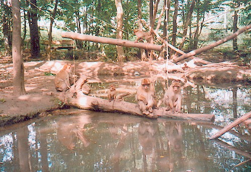 La vallée des singes